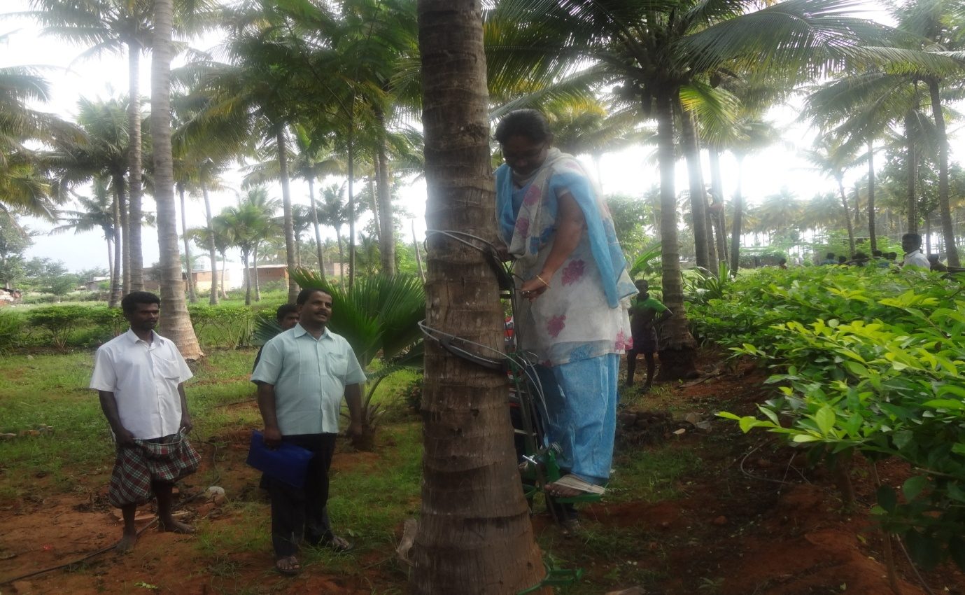 Coconut Tree Climbers Training