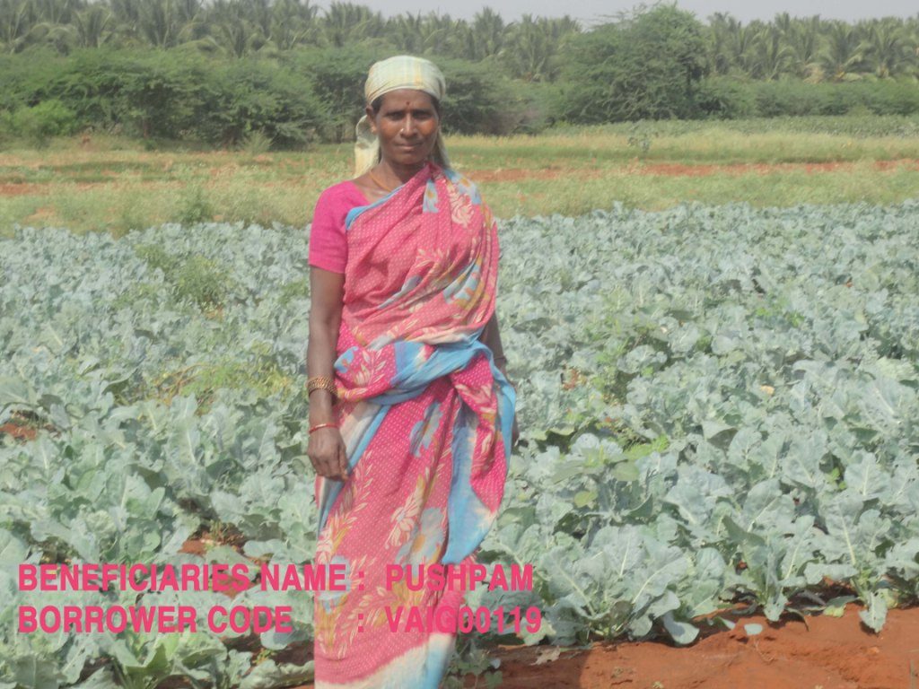 Vegetable Cultivation