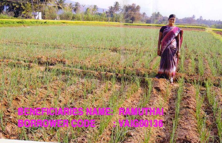 Vegetable Cultivation