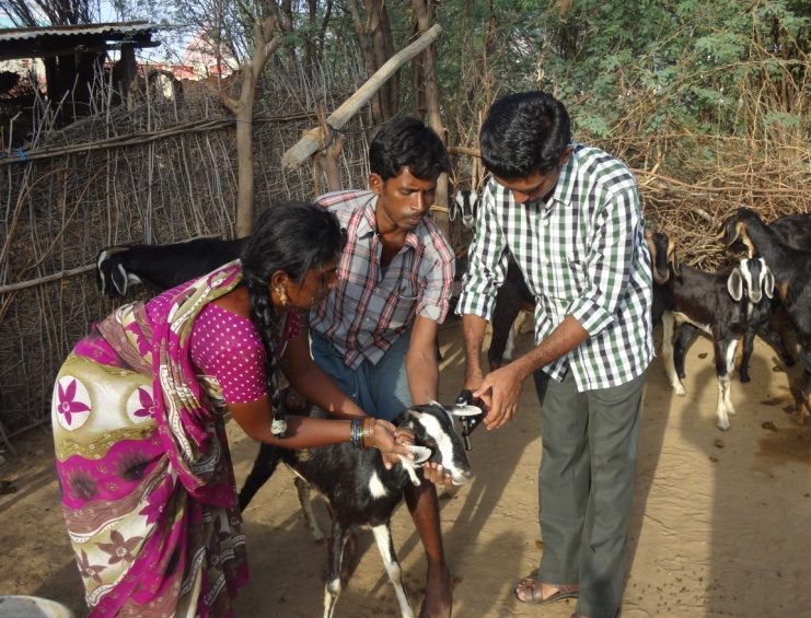 Livestock Support