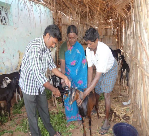 Veterinary Activity