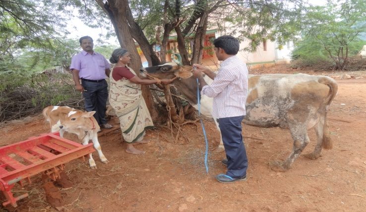 Veterinary Activity