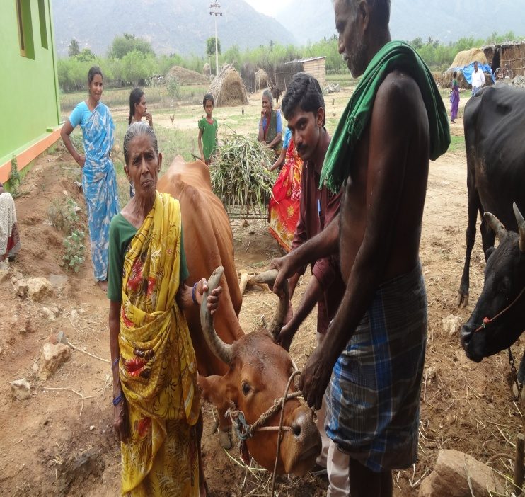 Veterinary Activity